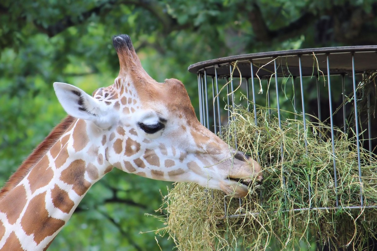 动物园的长颈鹿免费图片