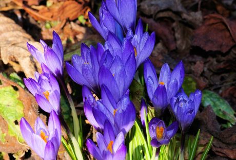 藏红花、开花、花