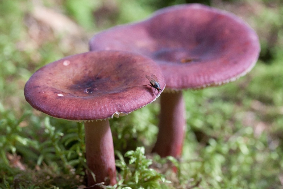 葡紫红菇图片图片