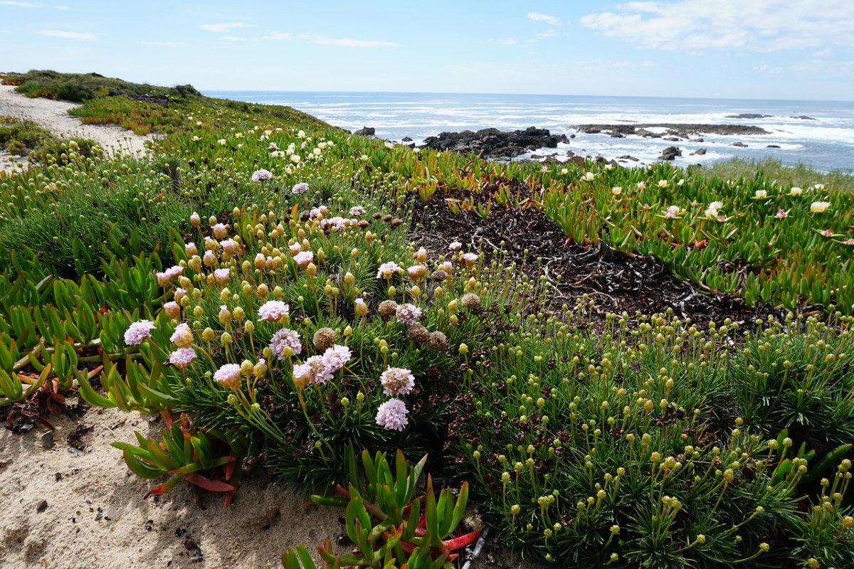 大海海岸的植物花朵免费图片