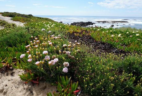 大海海岸的植物花朵