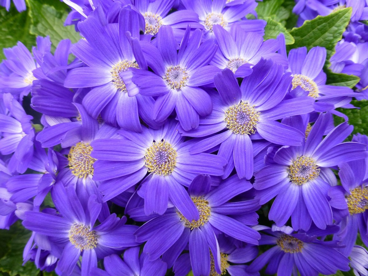 蓝色的花朵背景免费图片