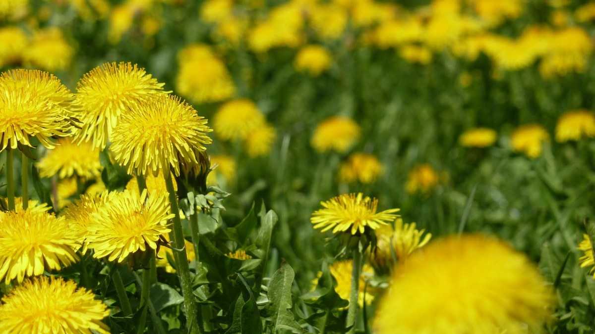 春天、鲜花、黄色免费图片
