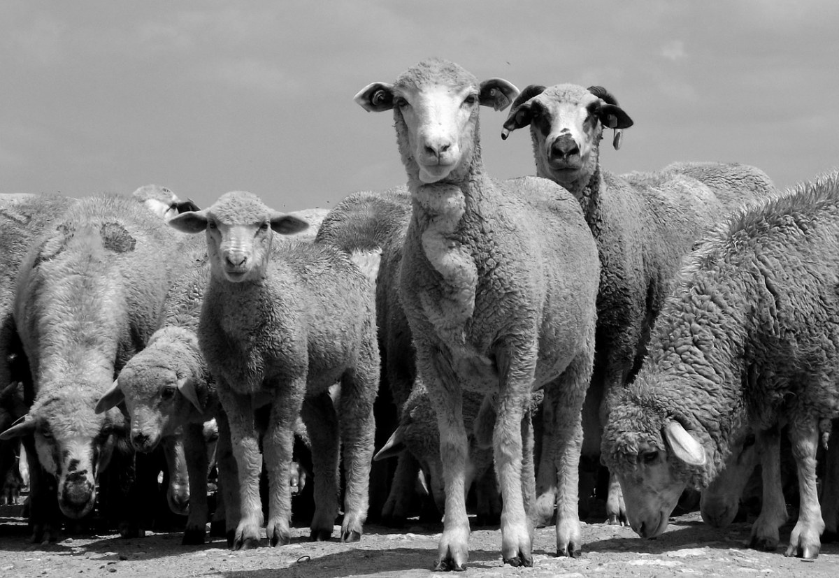 羊、羊群免费图片