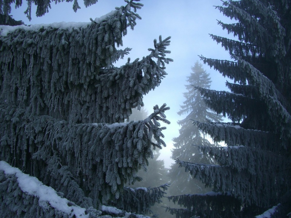 枞树、冬季森林、雾免费图片
