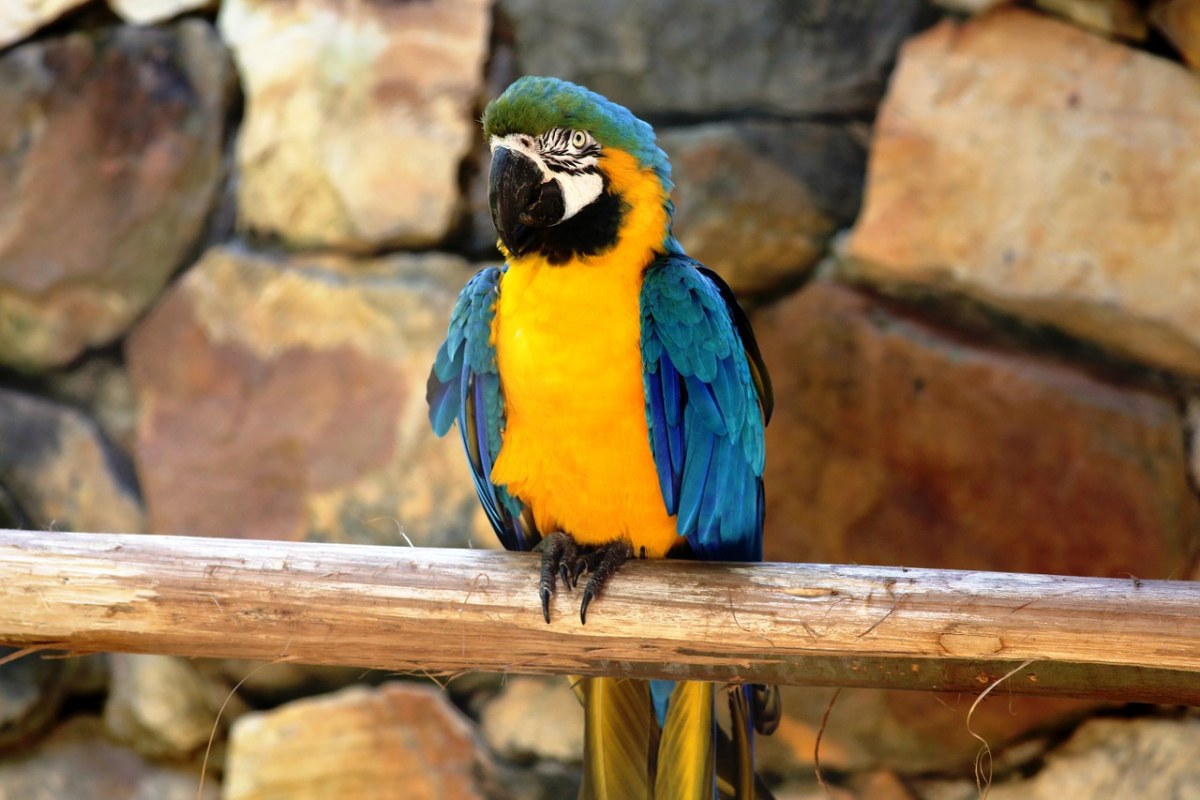 金刚鹦鹉在自然背景石头、鸟、多彩免费图片
