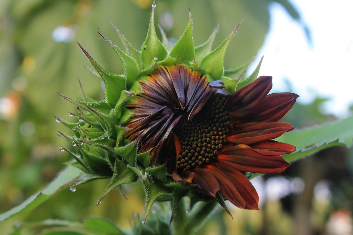 太阳花天鹅绒女王、植物免费图片