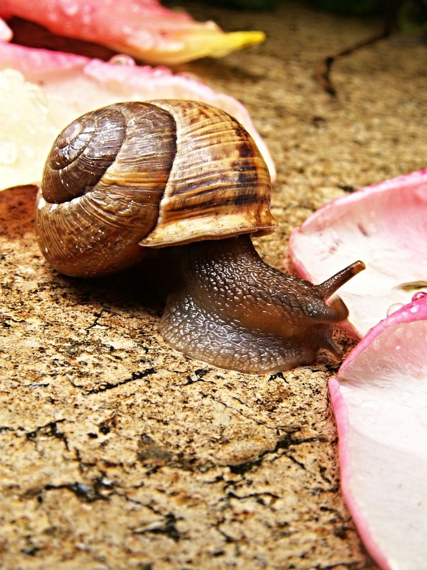 蜗牛,玫瑰花瓣,宏