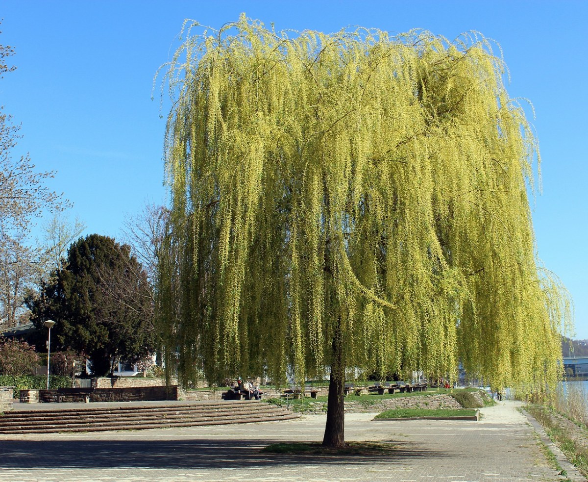 春天的垂柳树免费图片