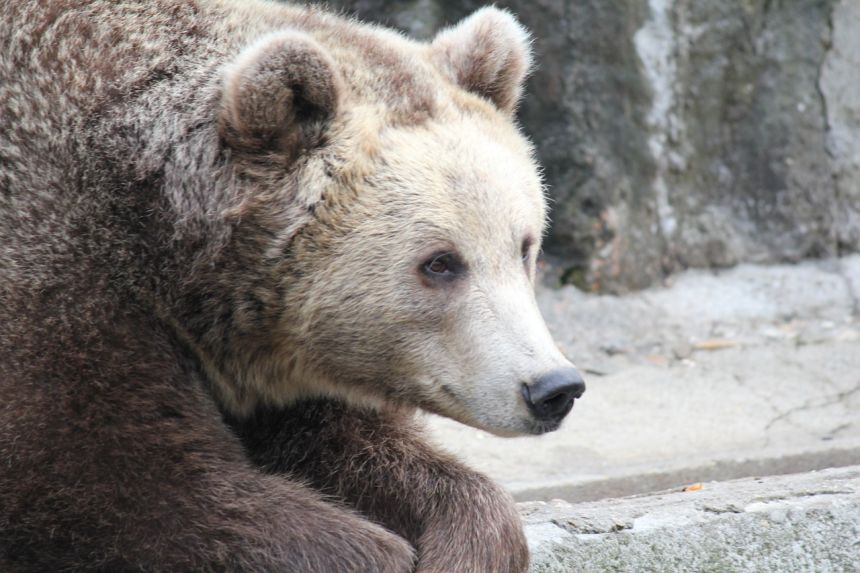 熊動物捕食者