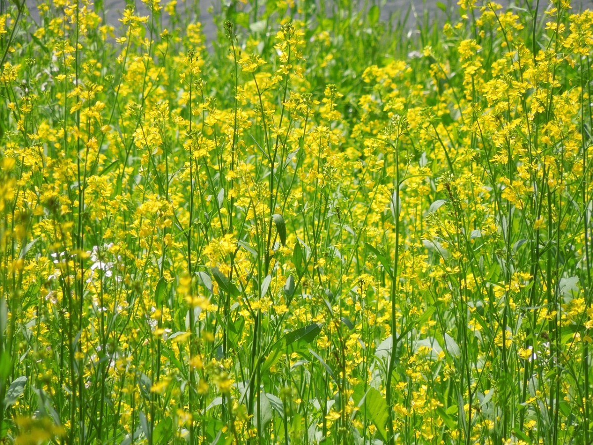 油菜花免费图片