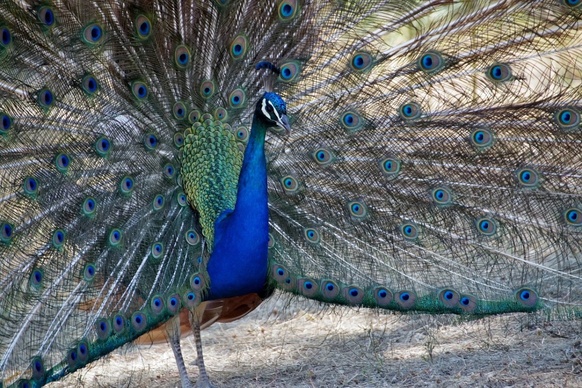 孔雀、蓝色、羽毛免费图片