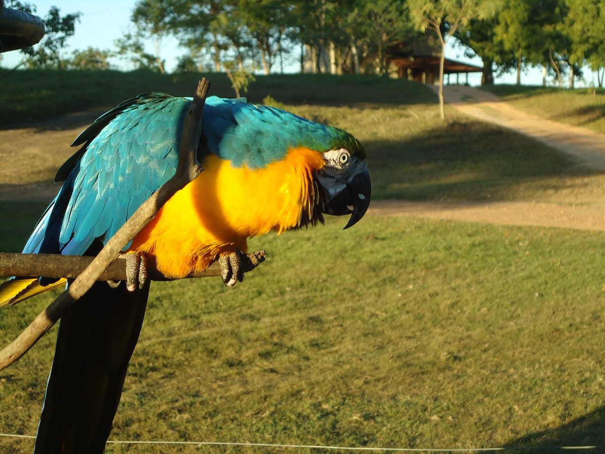 蓝色金刚鹦鹉、黄金刚鹦鹉、动物免费图片
