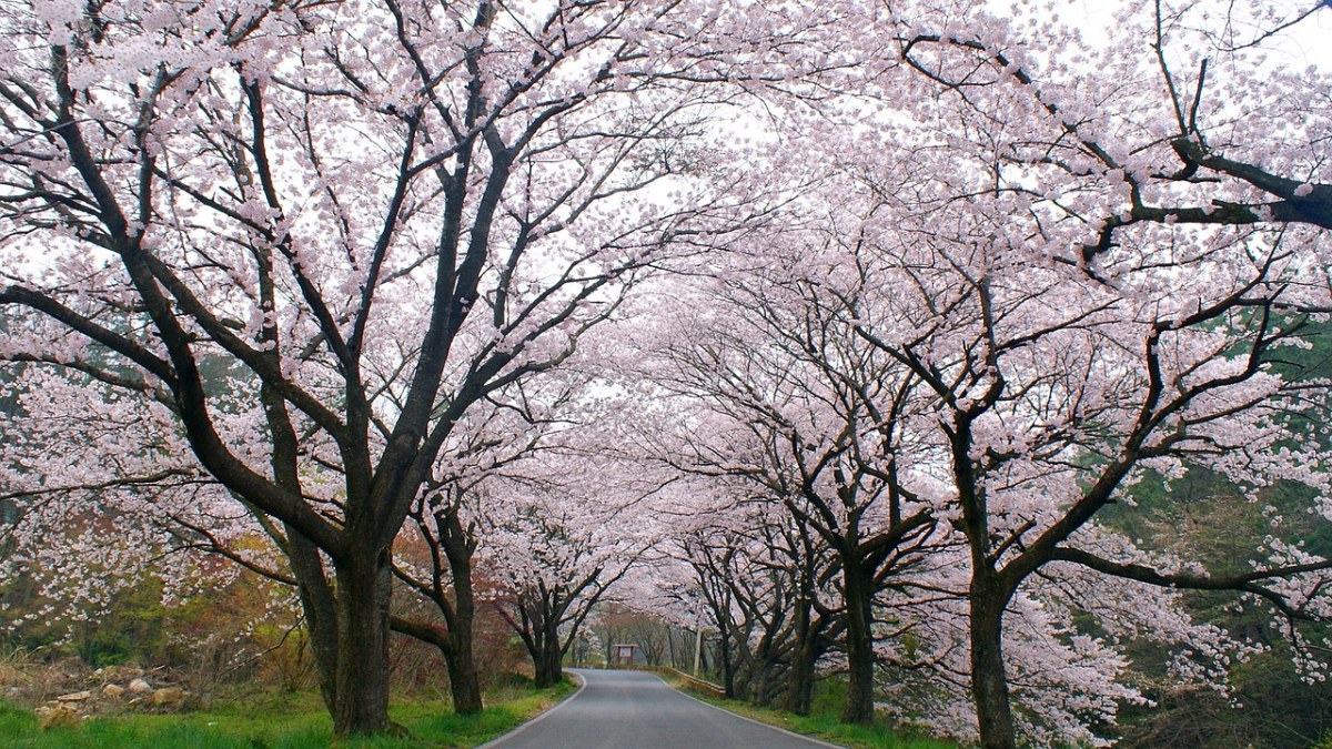 春天的樱花树林与公路免费图片