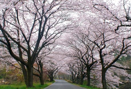 春天的樱花树林与公路