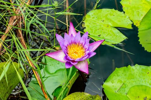 莲花、花、水