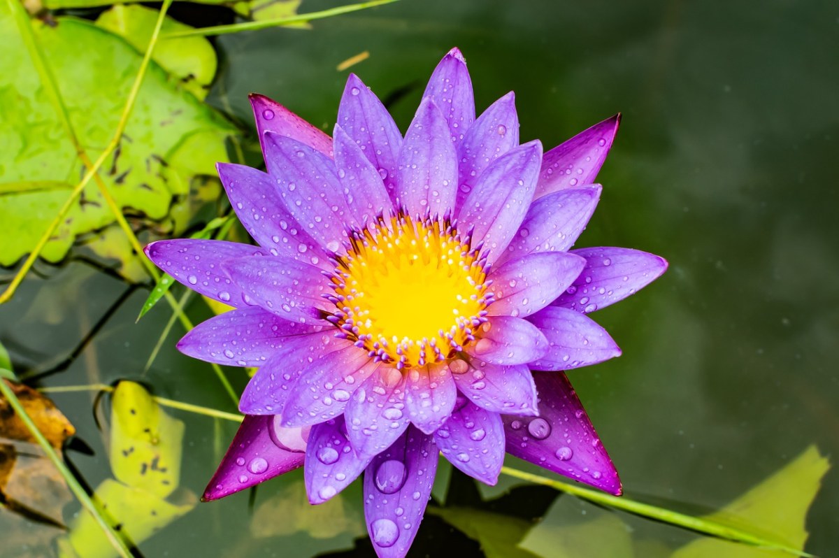 莲花、花、水免费图片