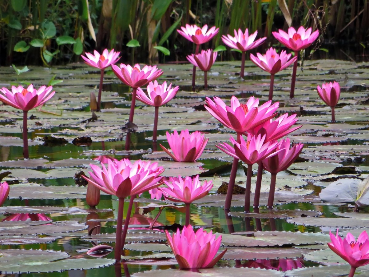 老挝、莲花、粉色免费图片