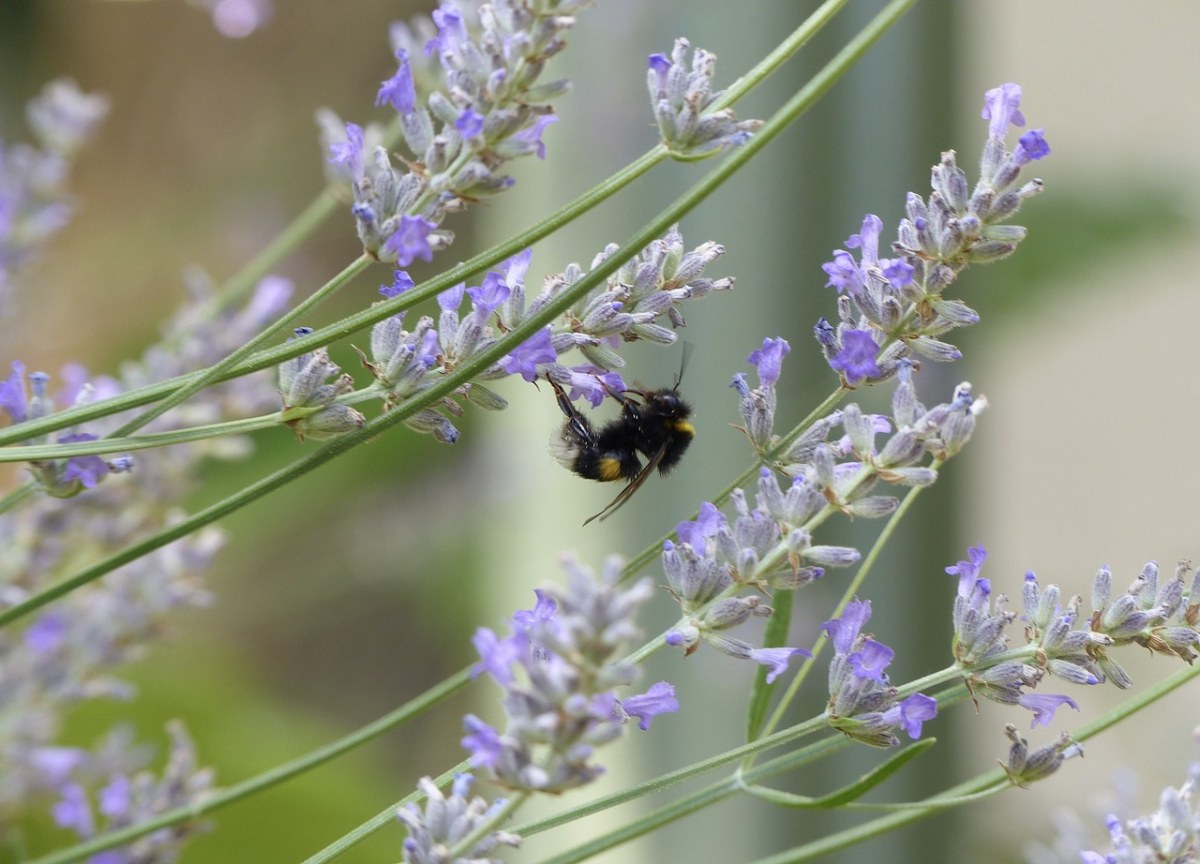 薰衣草花上的野蜂免费图片