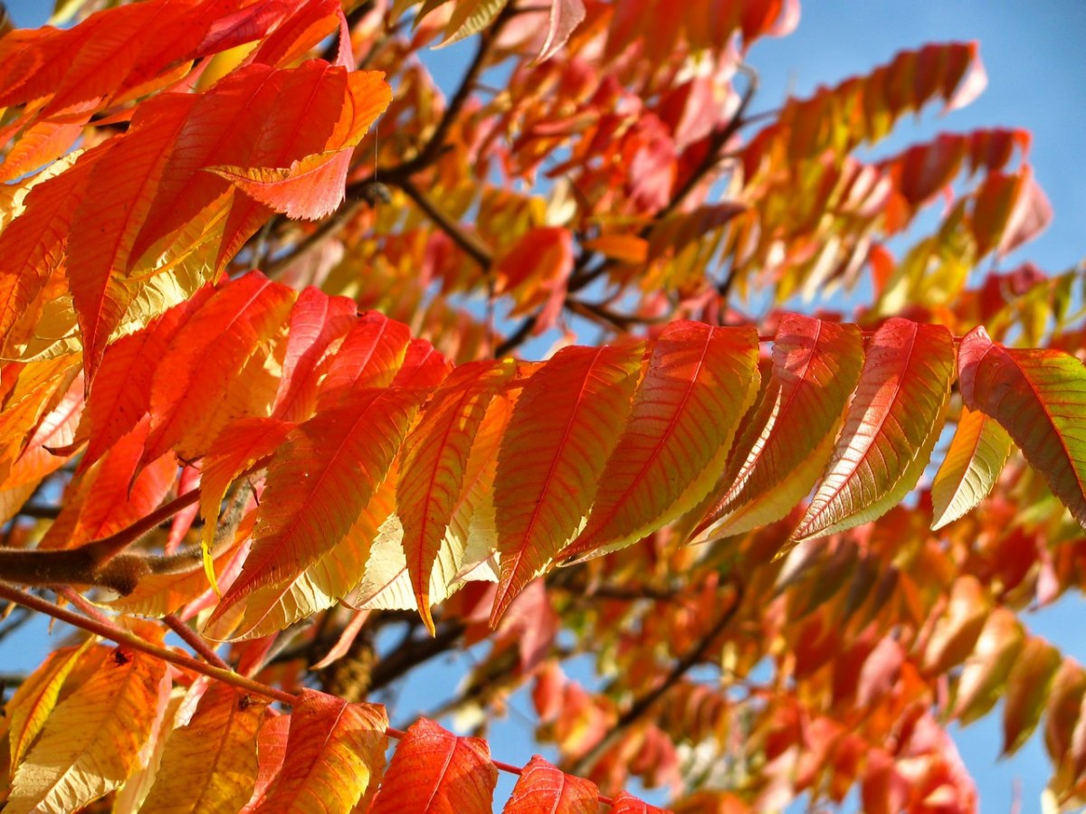 橙色、红色、叶子免费图片