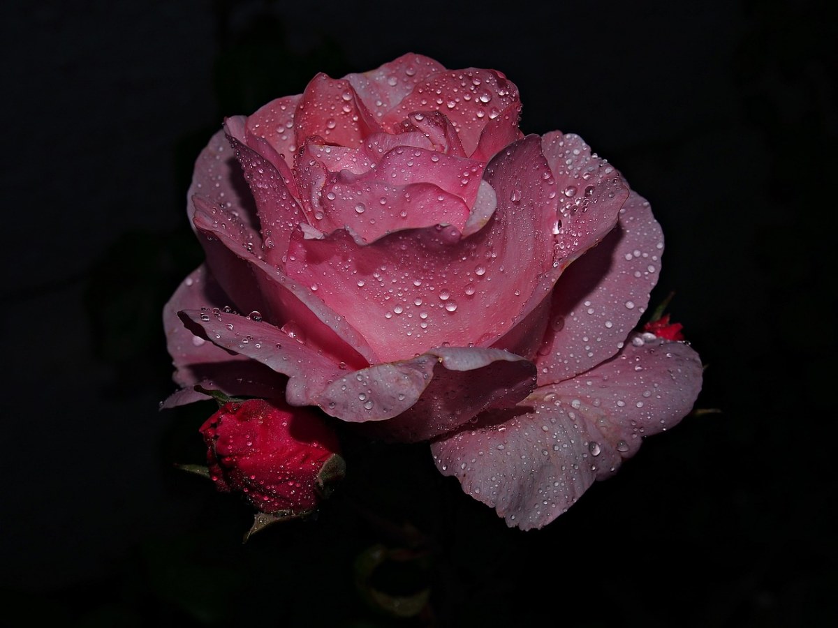 Ros、花卉、粉色免费图片