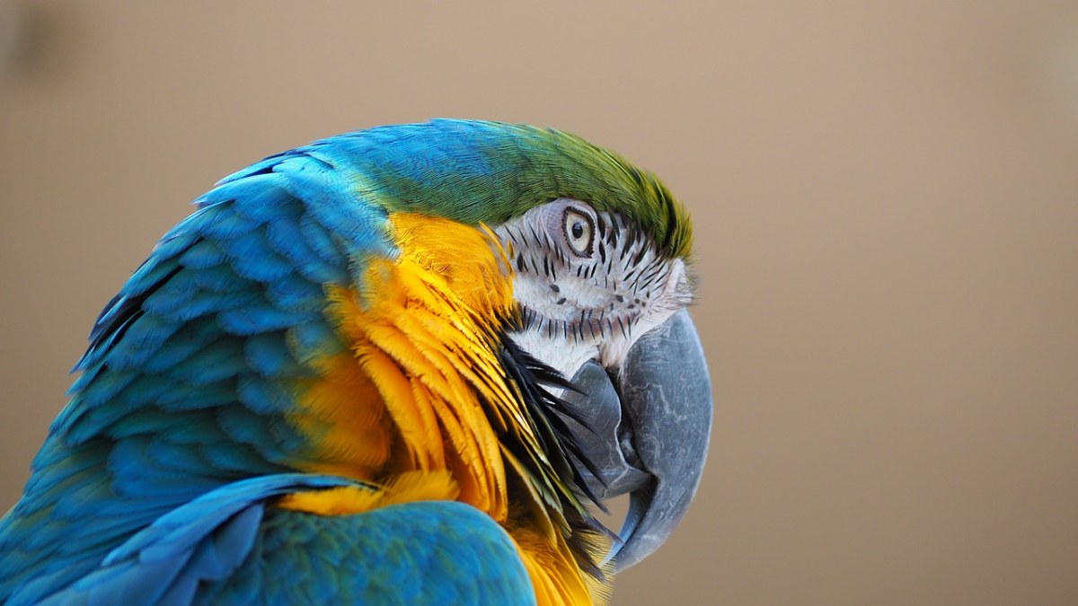 金刚鹦鹉、蓝色、黄色免费图片