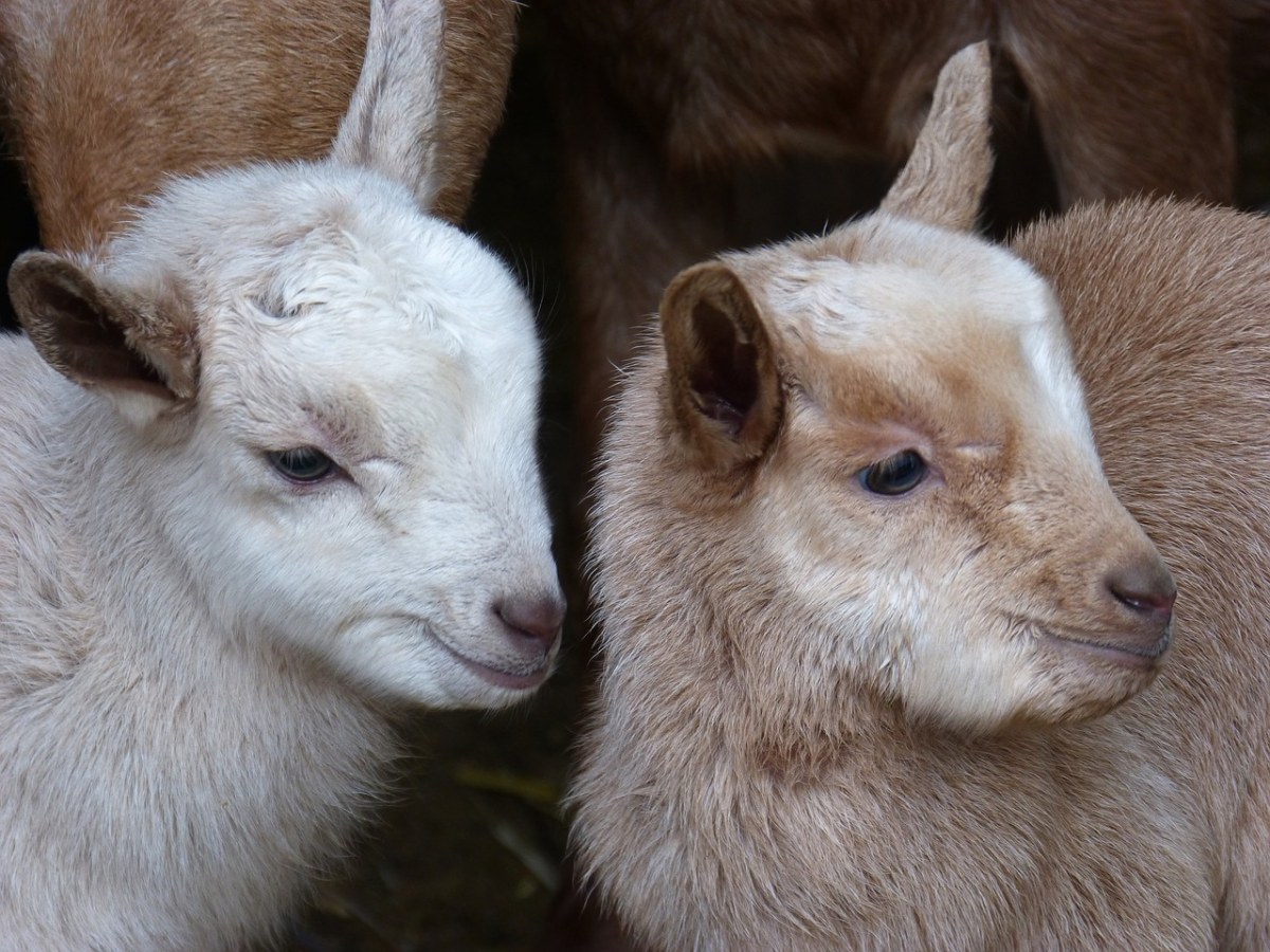 小子,山羊,育种