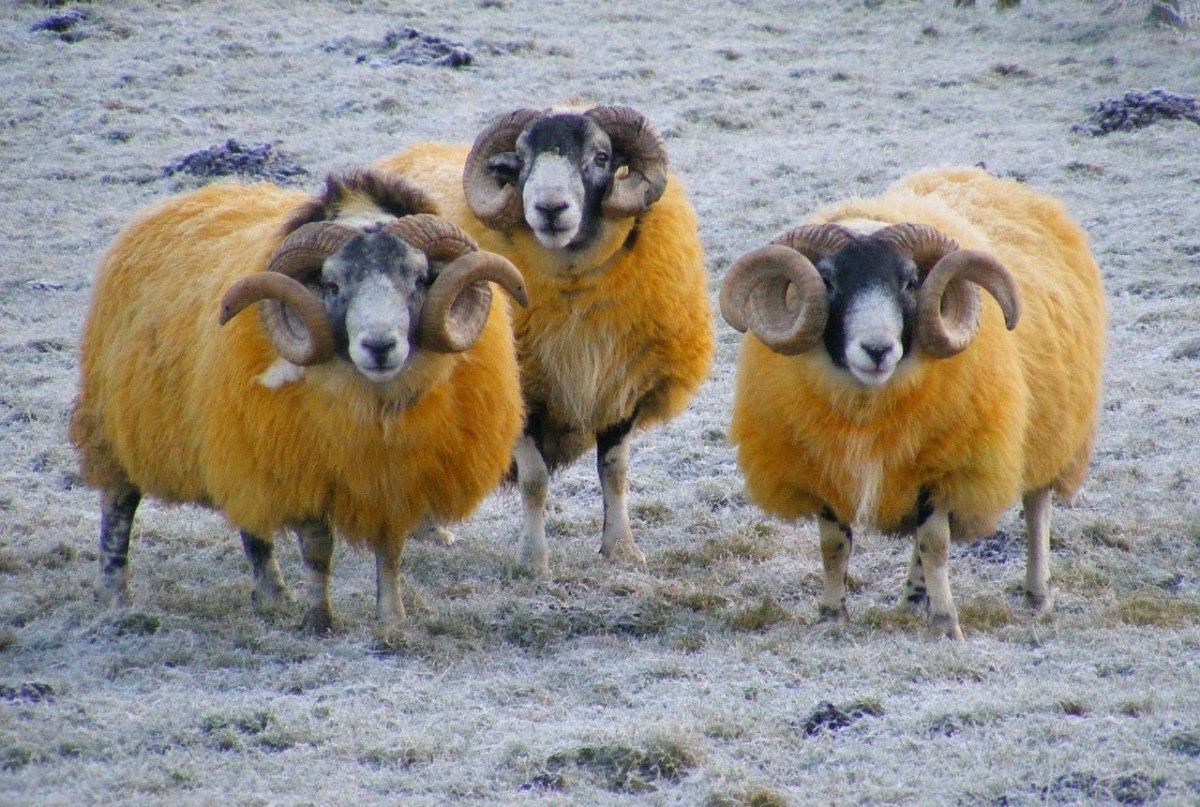 羊,季节,冬天