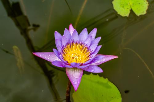 莲花、花、水