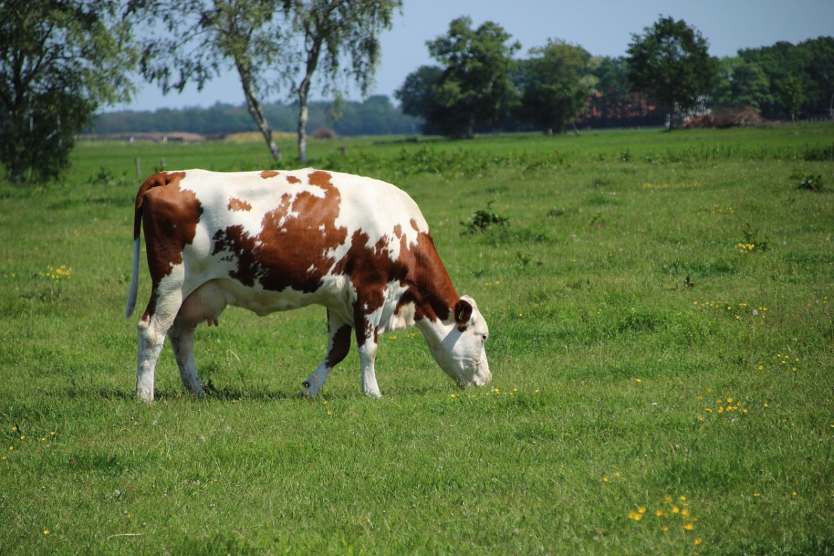 母牛、草甸、牛免费图片