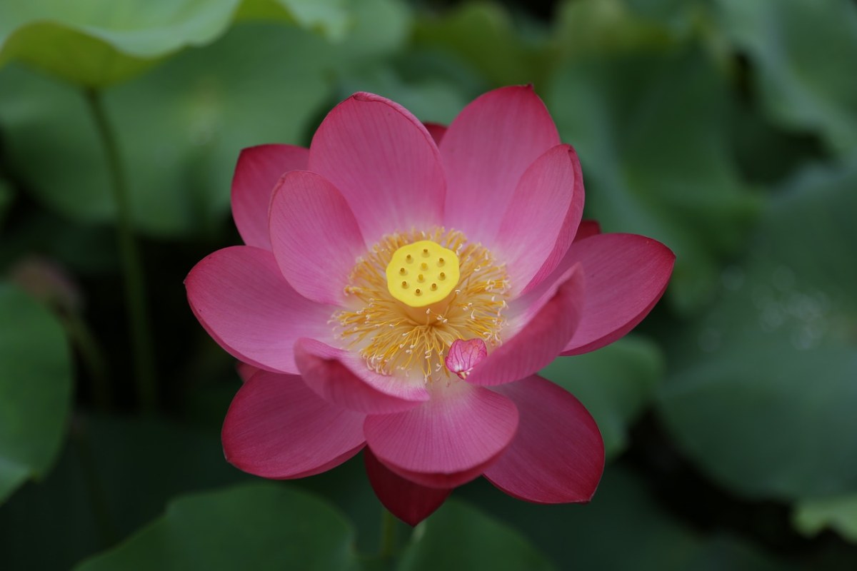 植物、鲜花、叶免费图片