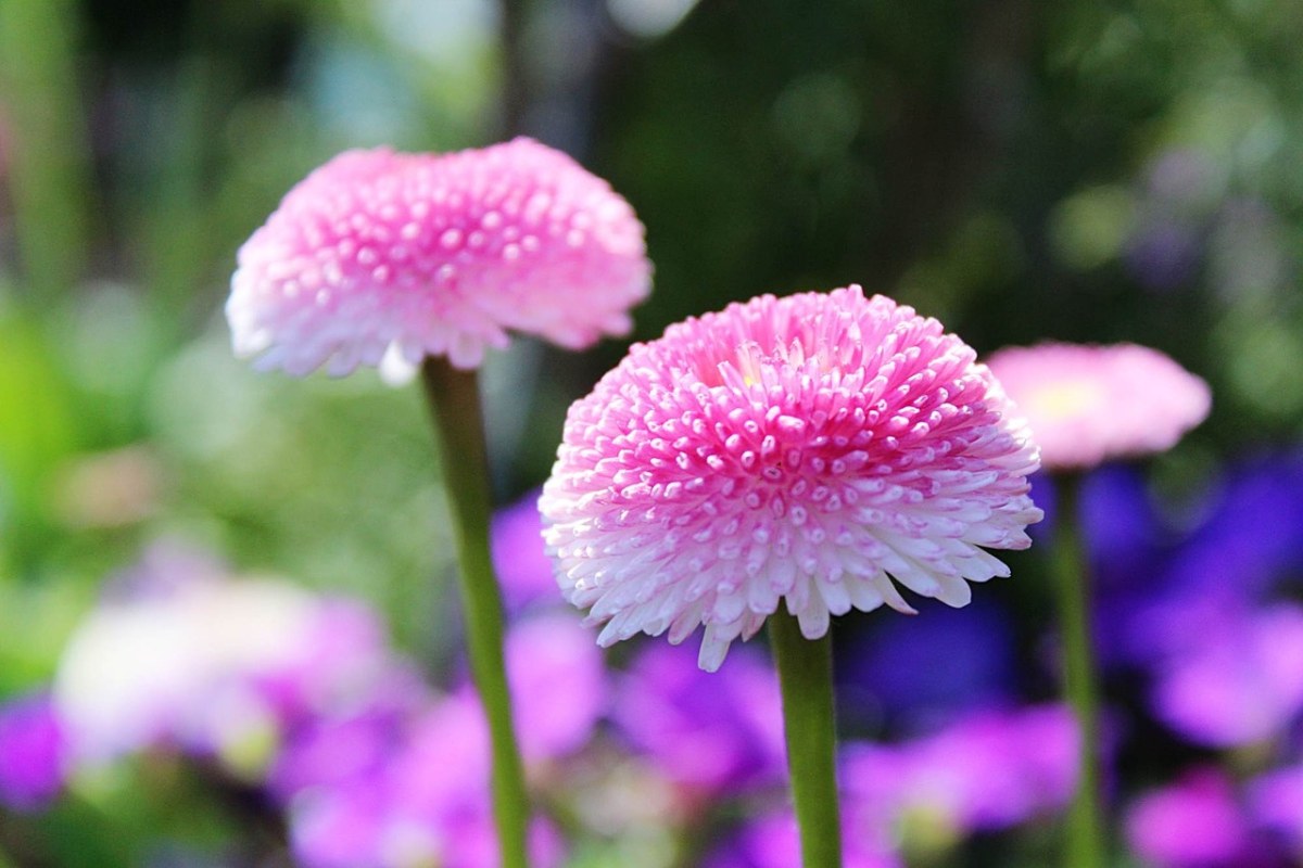 粉嫩的菊科花朵免费图片