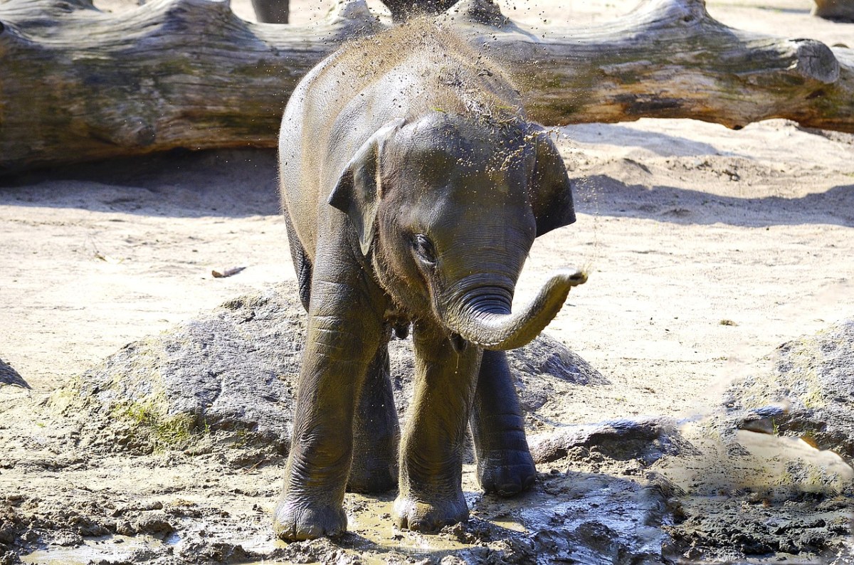 象,印度大象,小象免费图片