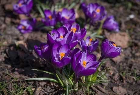 番红花、鲜花、紫色