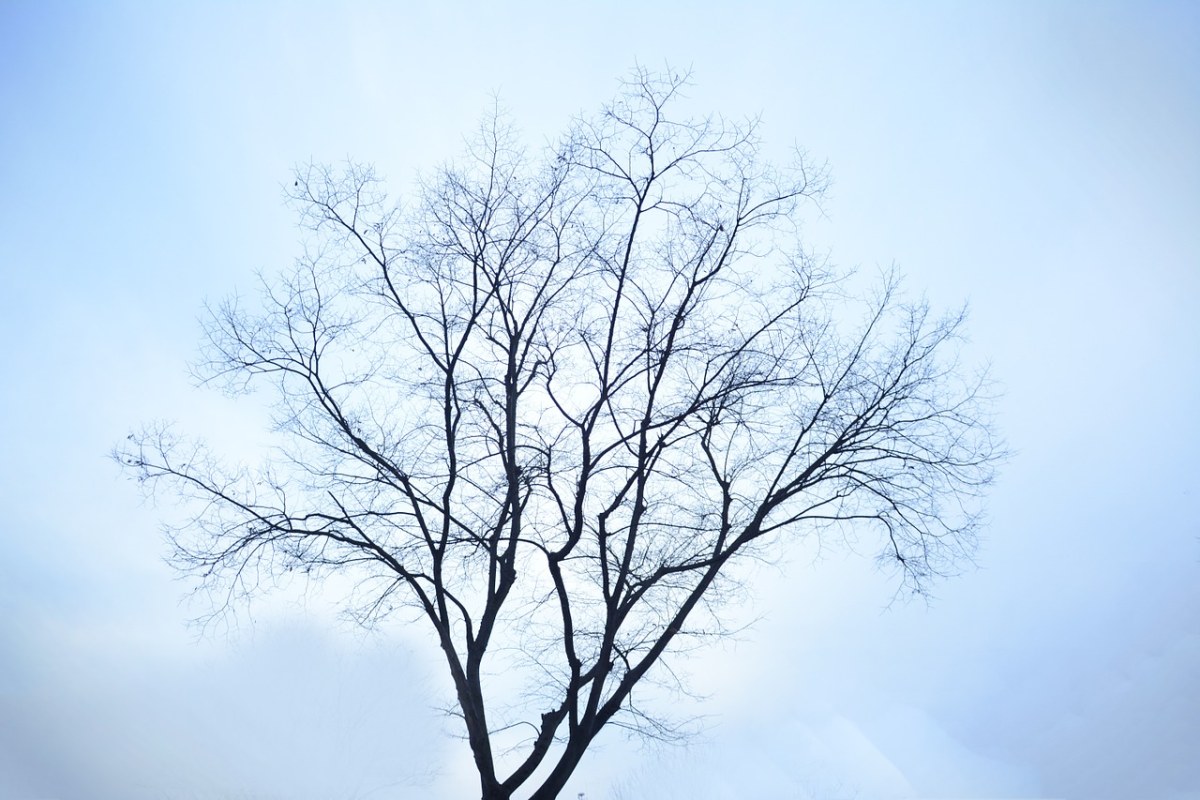 冬天、树、孤独免费图片