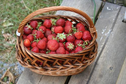 夏天、草莓