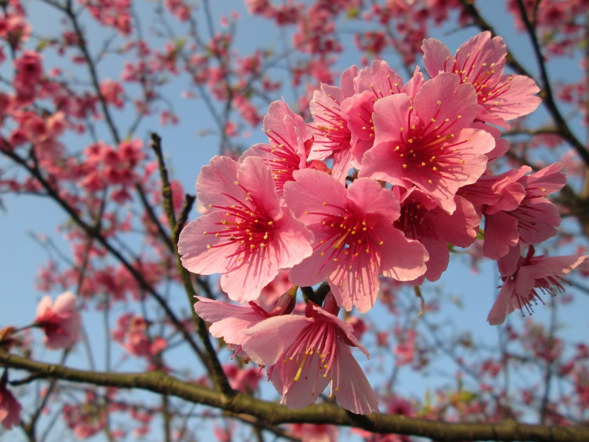 吉野樱花朵免费图片