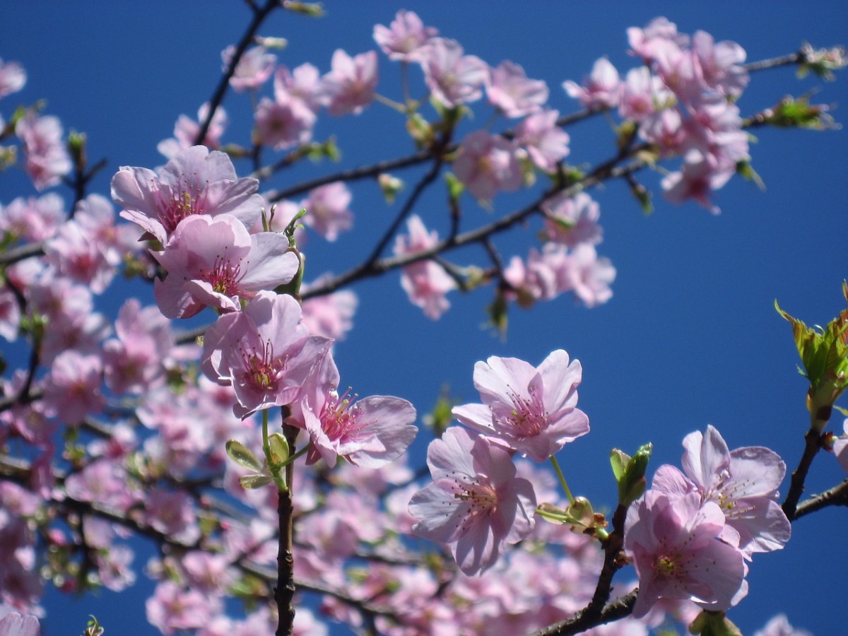 樱桃树花的颜色图片