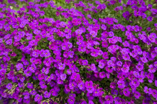 紫色的南庭芥小花朵背景图
