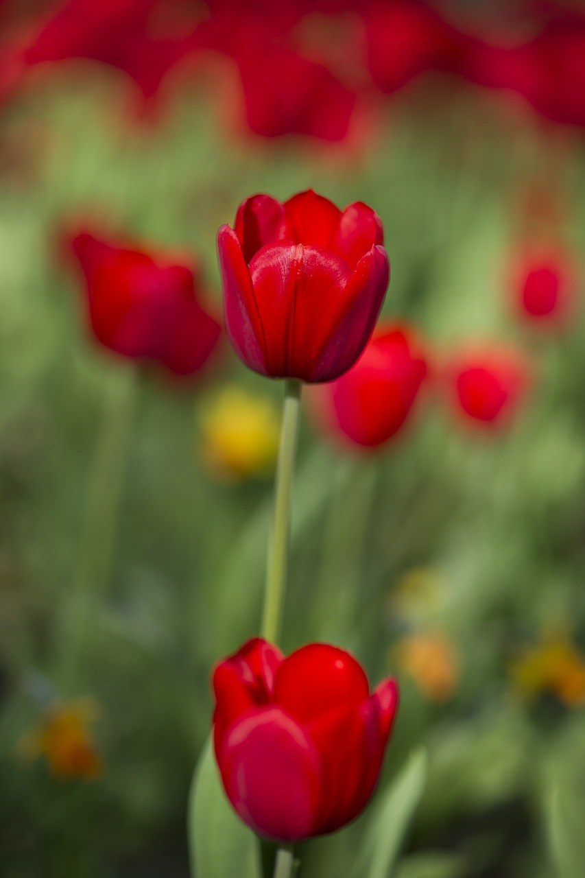 郁金香、红色、花卉免费图片