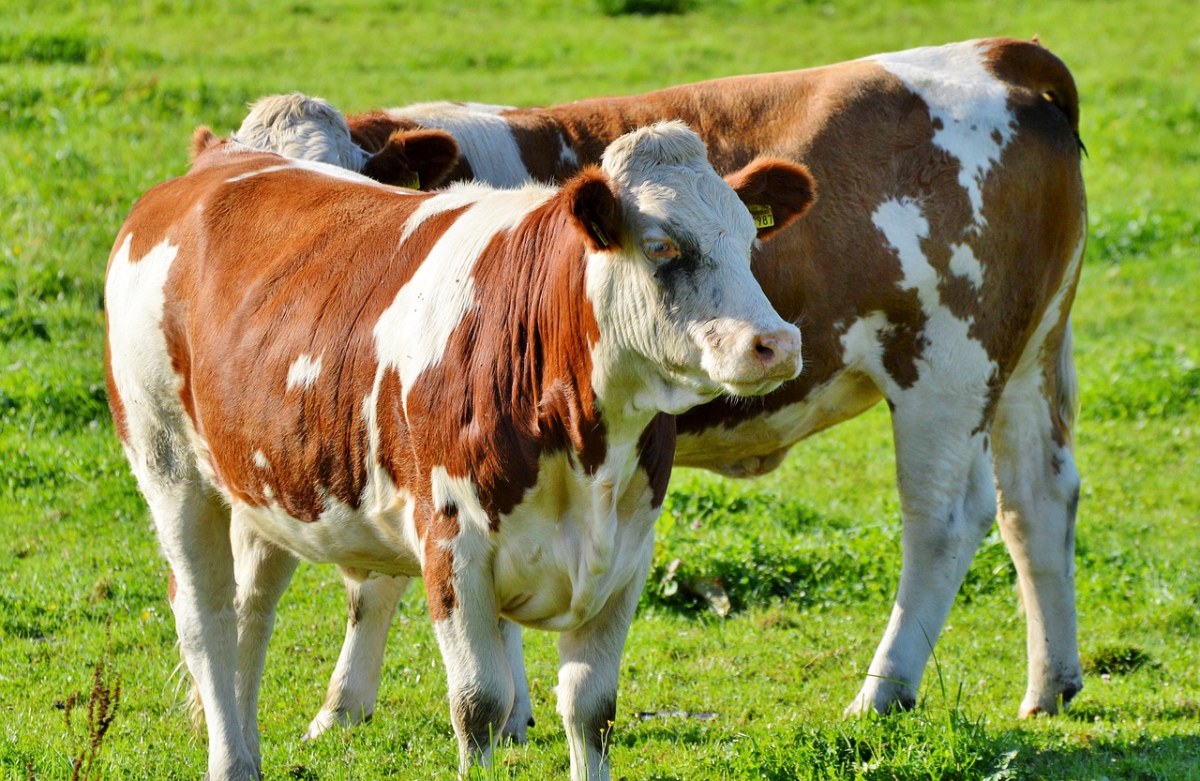牛、牛肉、反刍动物免费图片