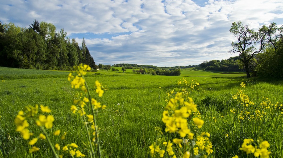 春天的草地生态风景免费图片