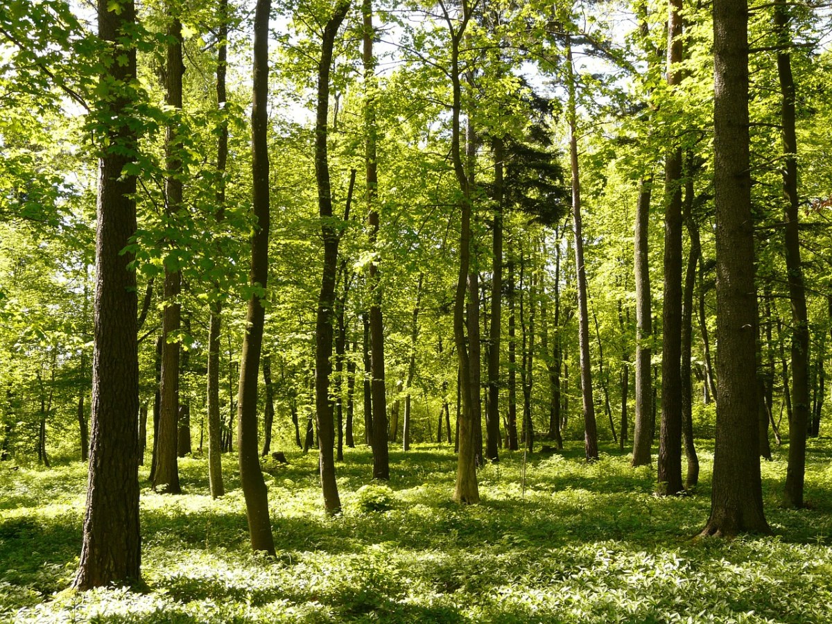 春天的绿色森林氧吧风景免费图片