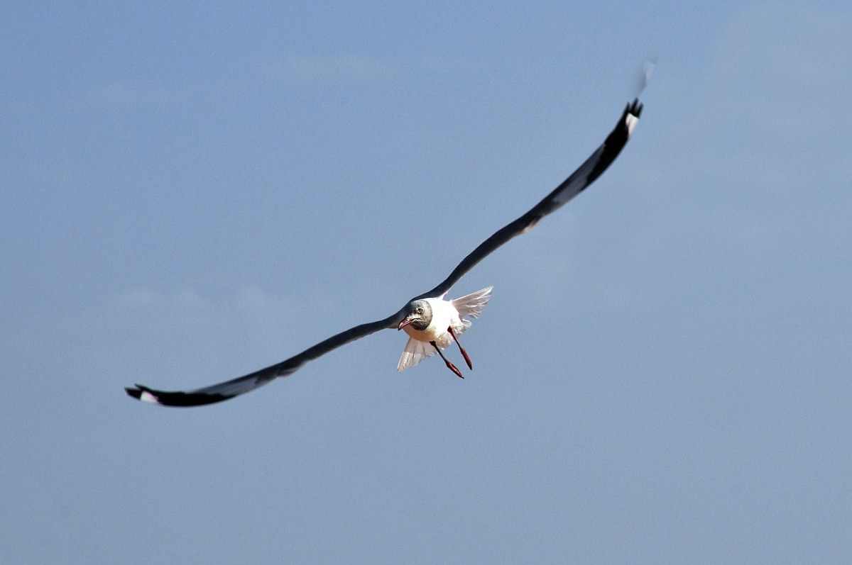 海鸥、鸟、飞行免费图片