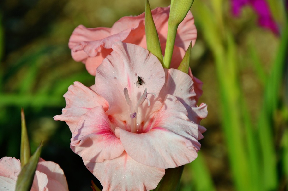 唐菖蒲、Gladidus、蝴蝶温室免费图片