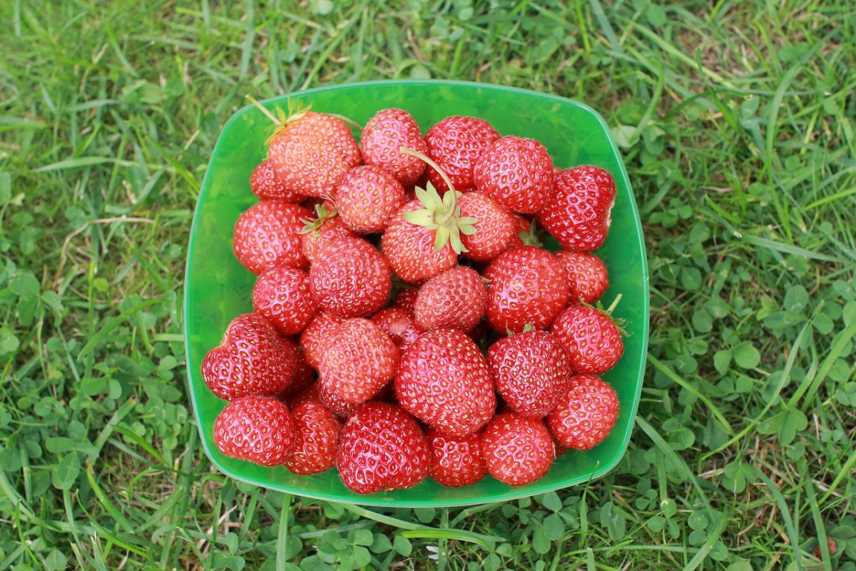 草莓、别墅、花园免费图片