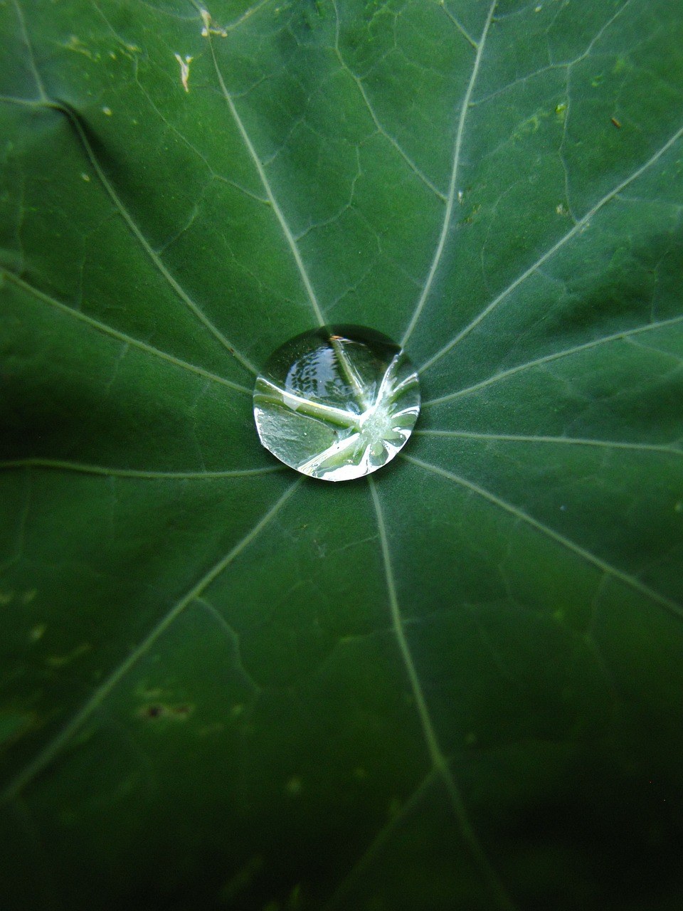 滴水照片唯美图片