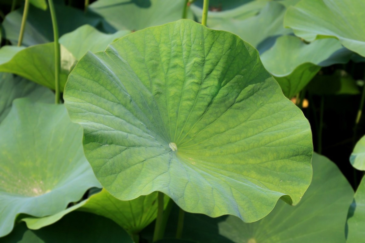 荷葉,蓮花,葉