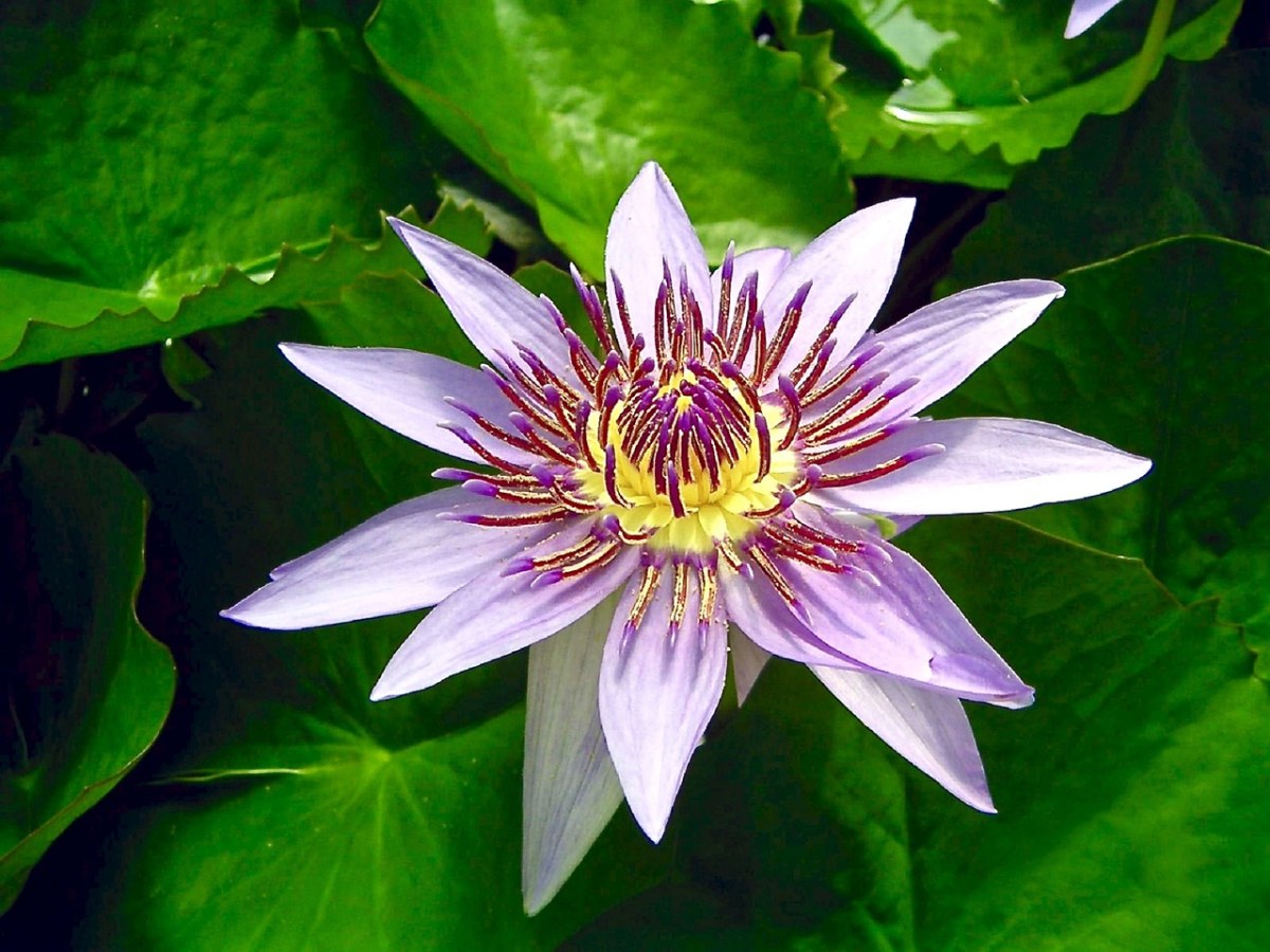 蓝埃及莲花、花、水百合免费图片