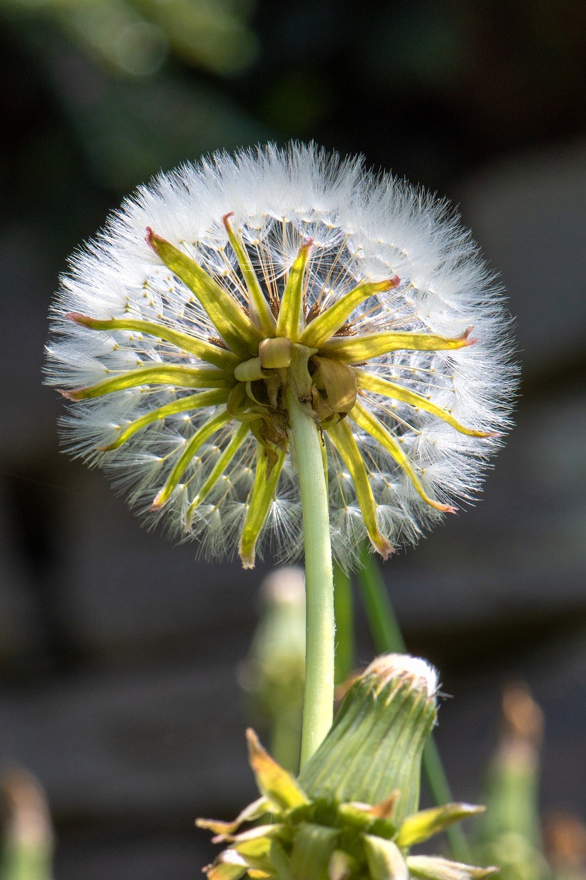 蒲公英、植物群免费图片